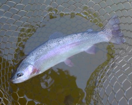 大安トラウトレイク釣果